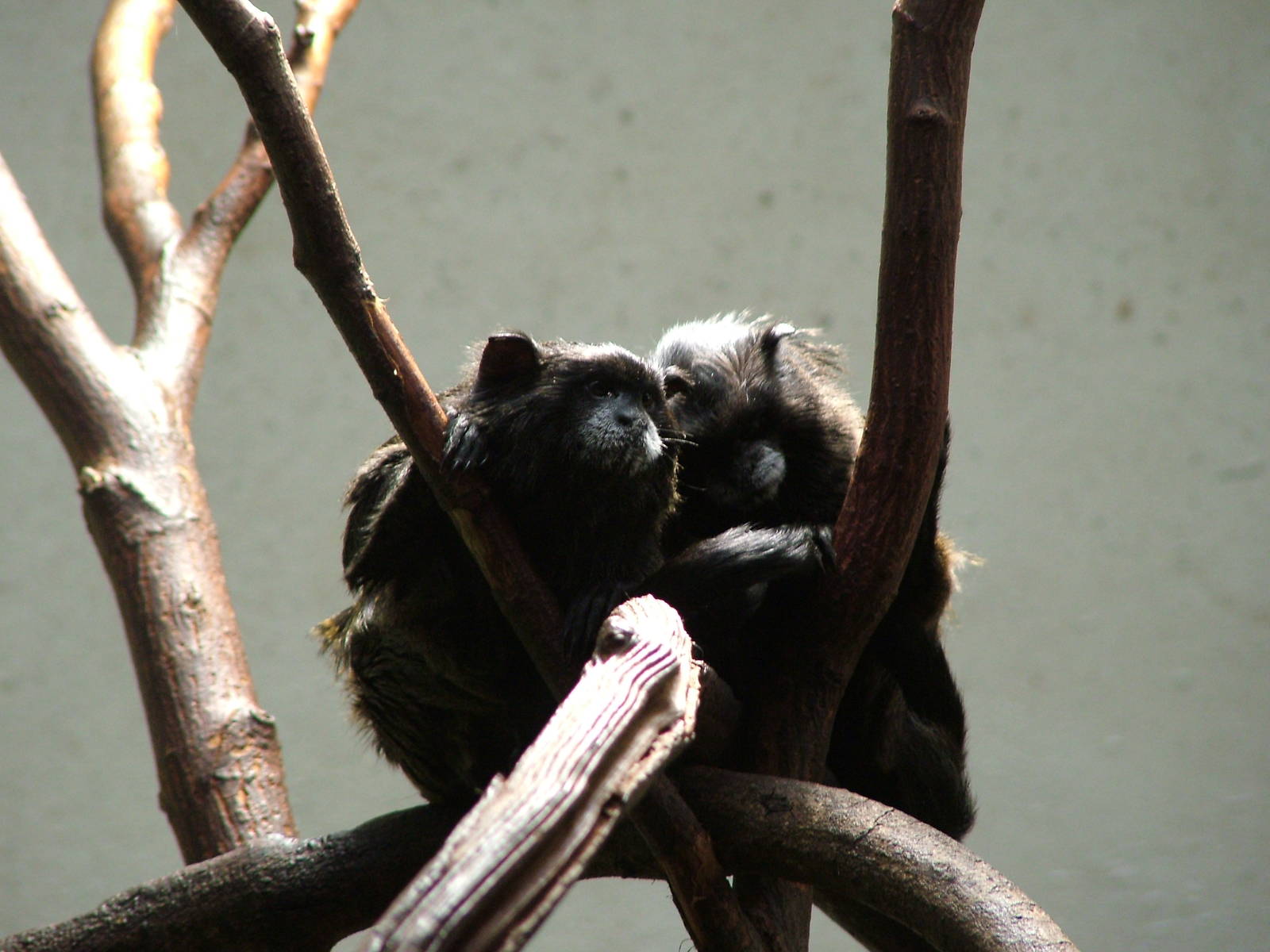 Tamarins at Jihlava, 31/05/10