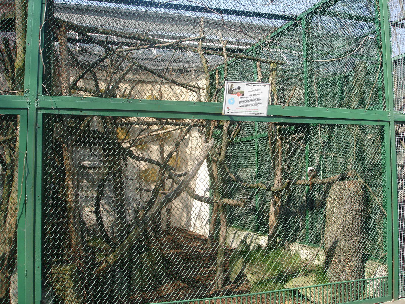 Tamarins exhibit