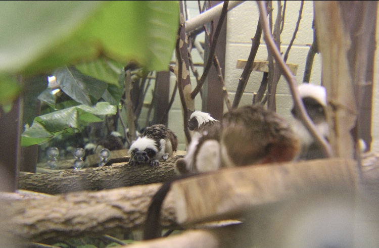 Tamarins in the Bathroom