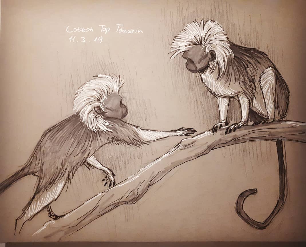 Tamarins