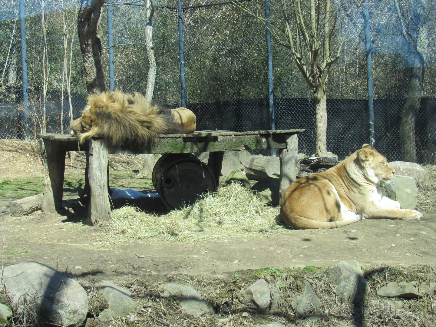 Tamarr and Mandisa, the African lions