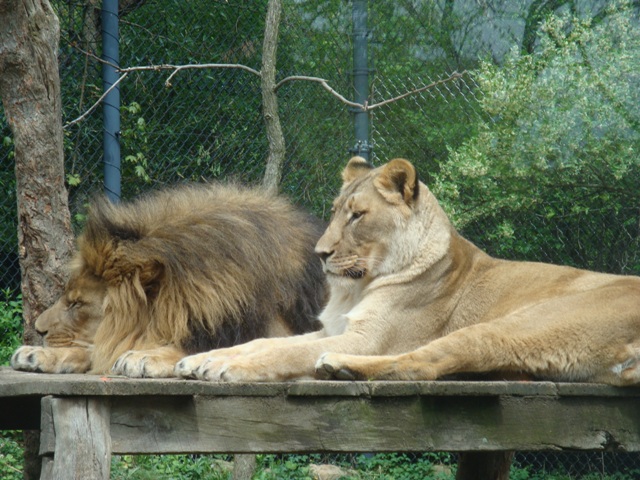 Tamarr and Shani, the African Lions in Tiger Valley
