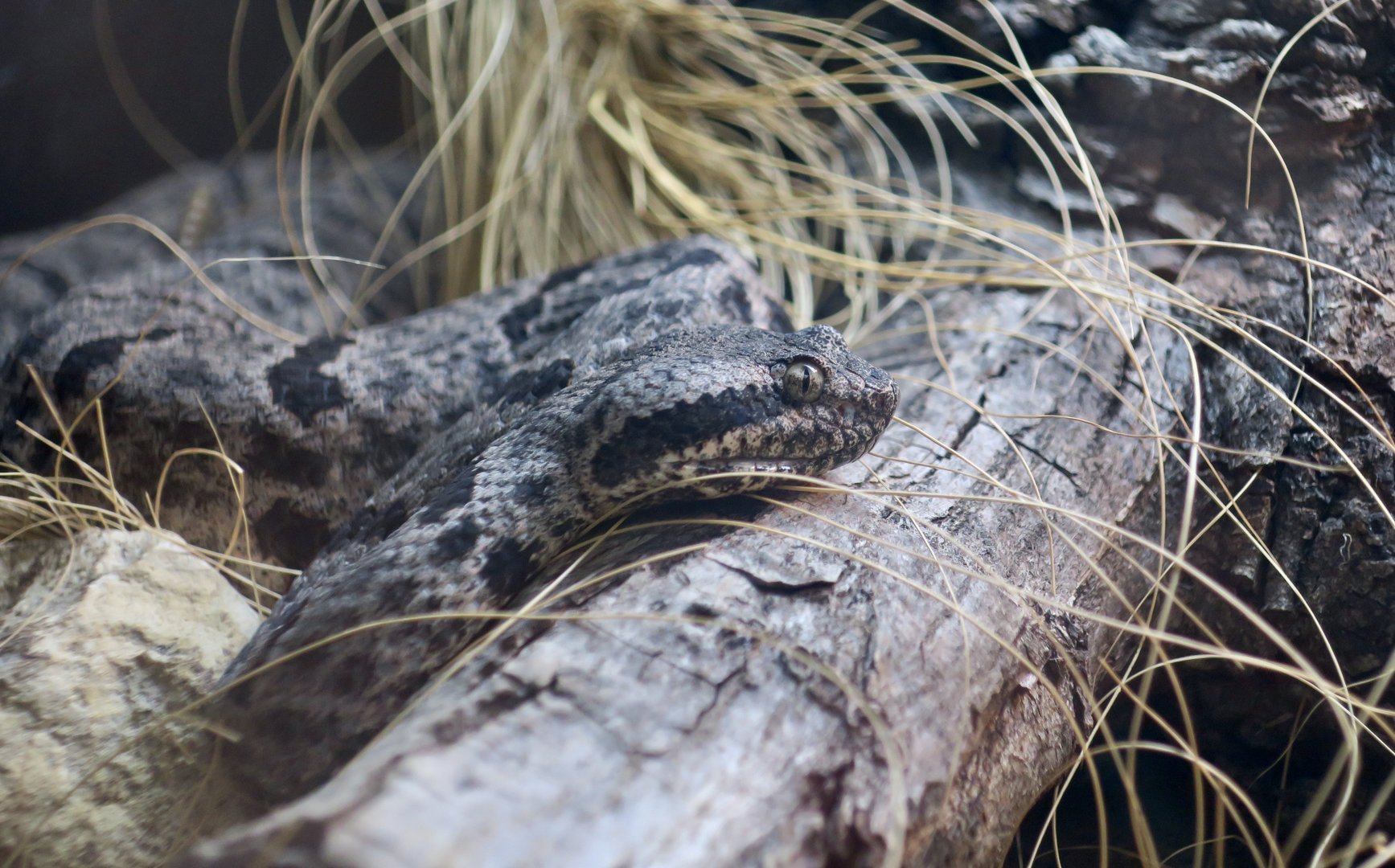Tamaulipan Rock Rattlesnake (Crotalus morulus)