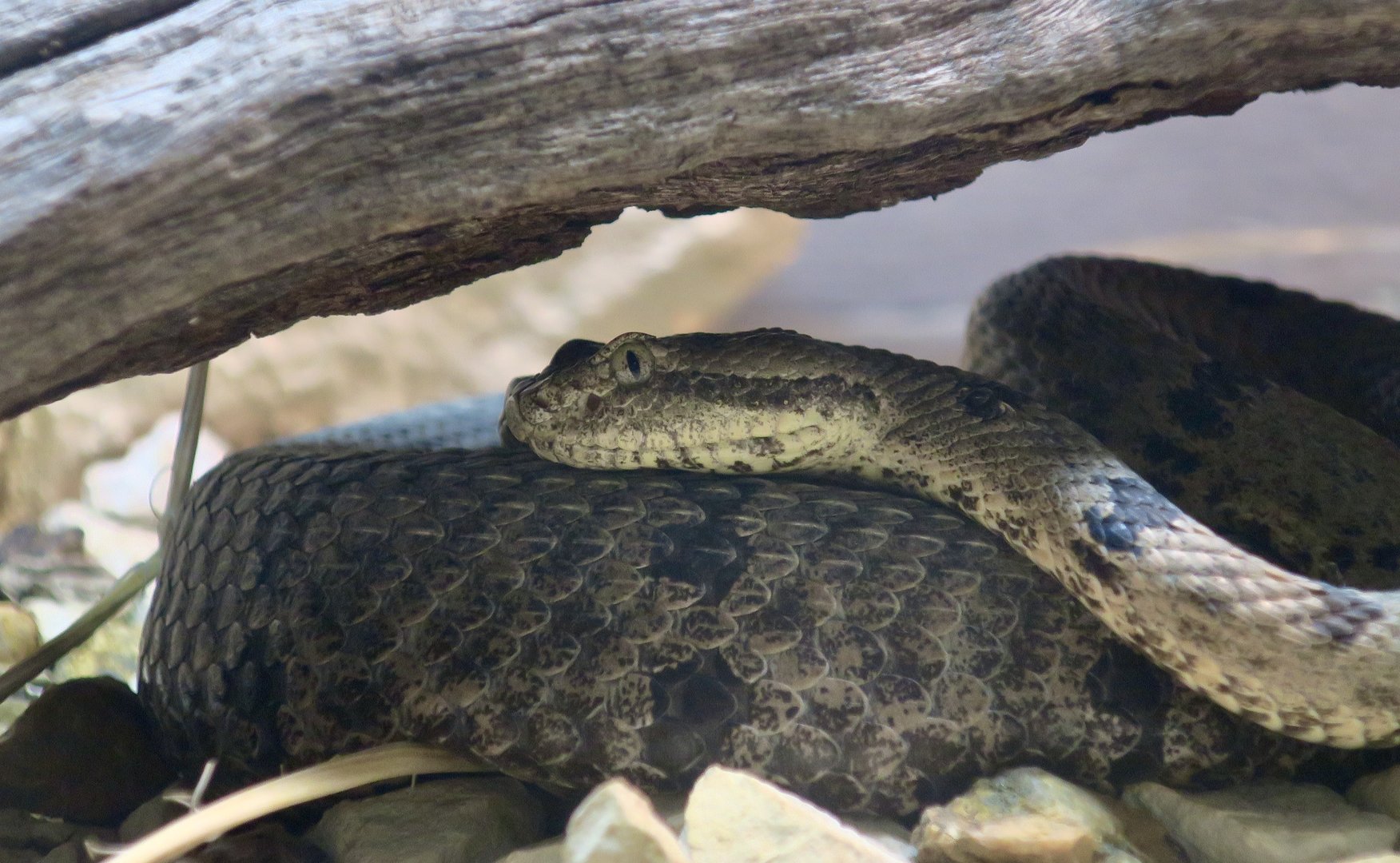 Tamaulipan Rock Rattlesnake (Crotalus morulus)