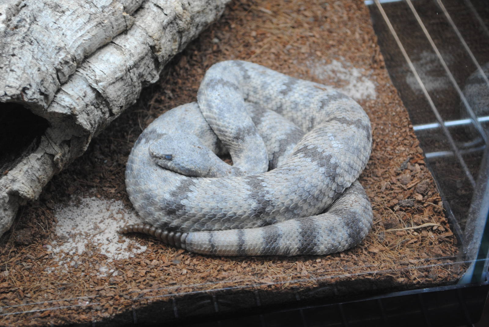 Tamaulipan Rock Rattlesnake