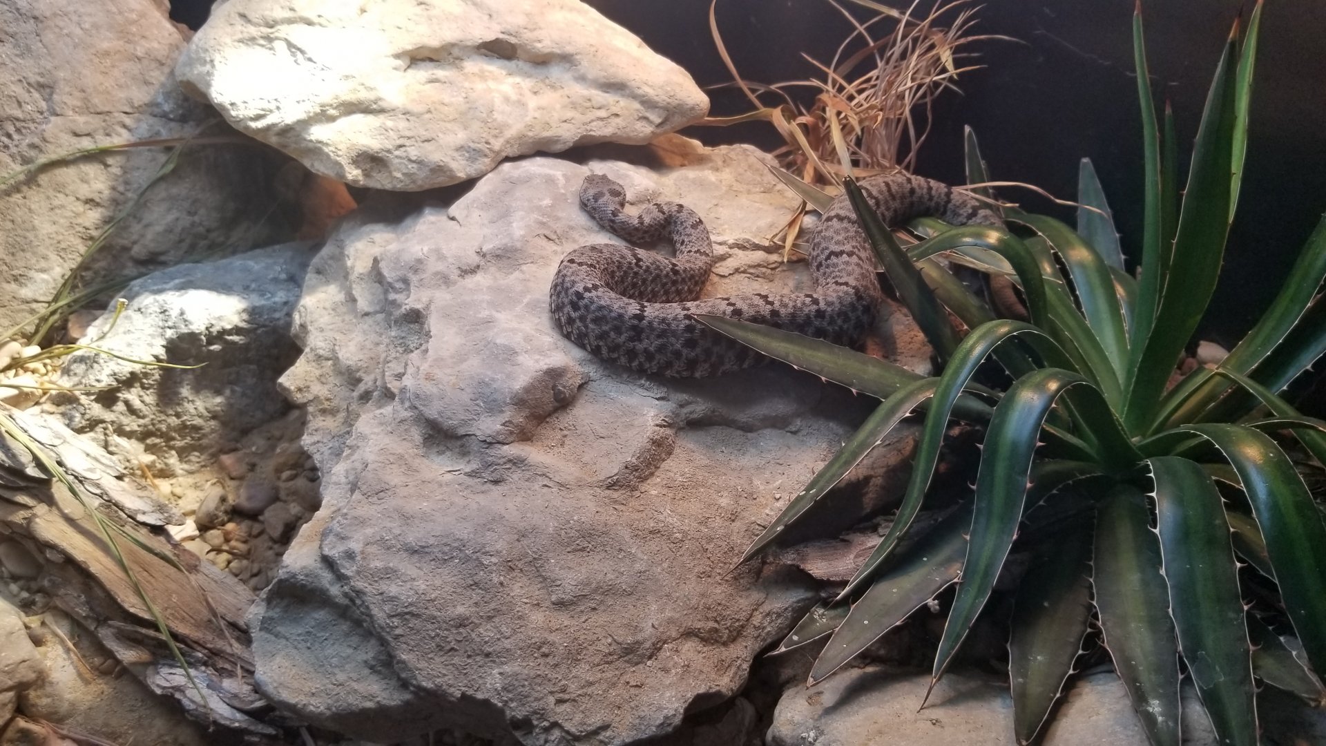 Tamaulipan rock rattlesnake