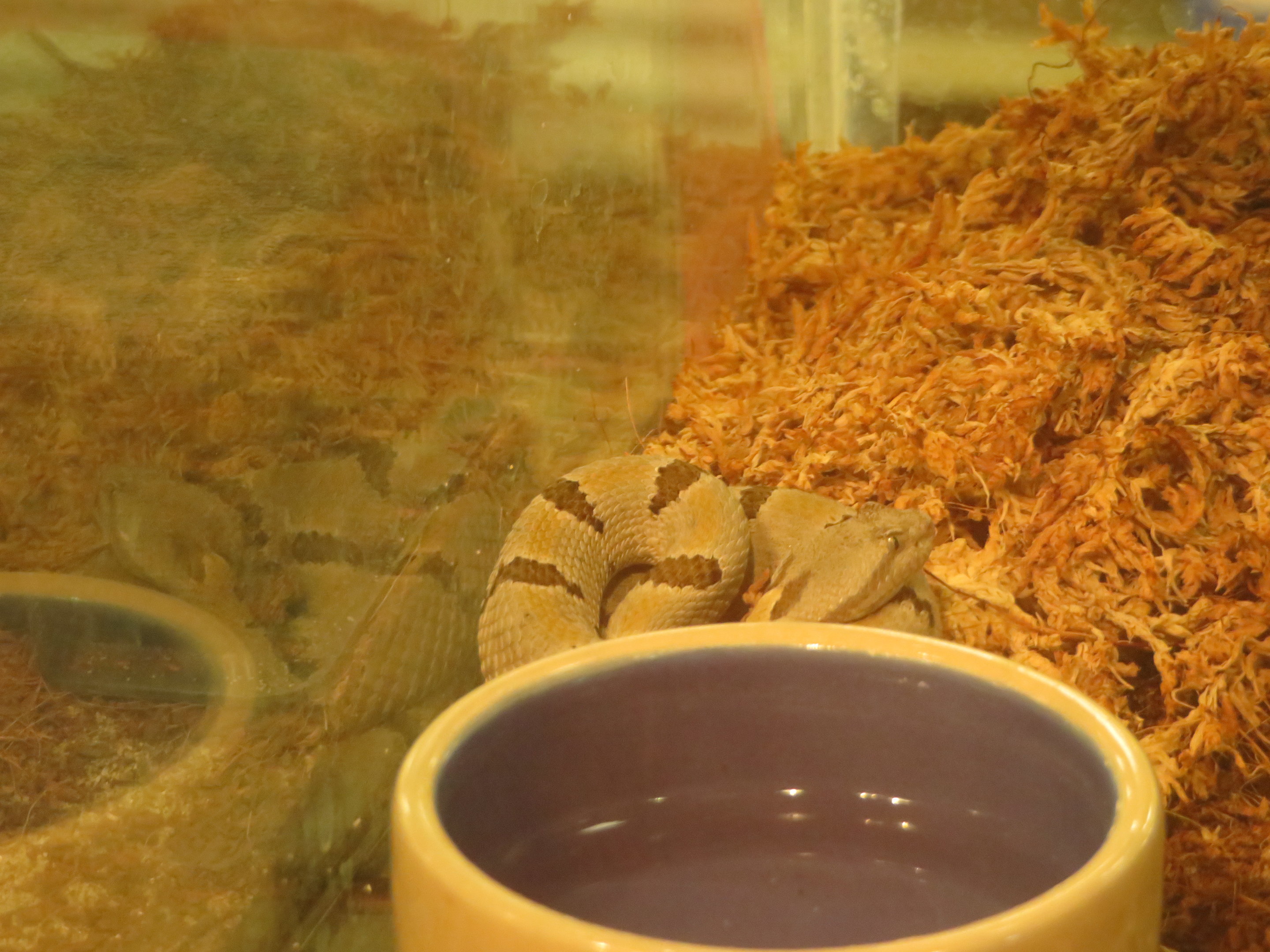 Tamaulipan Rock Rattlesnake