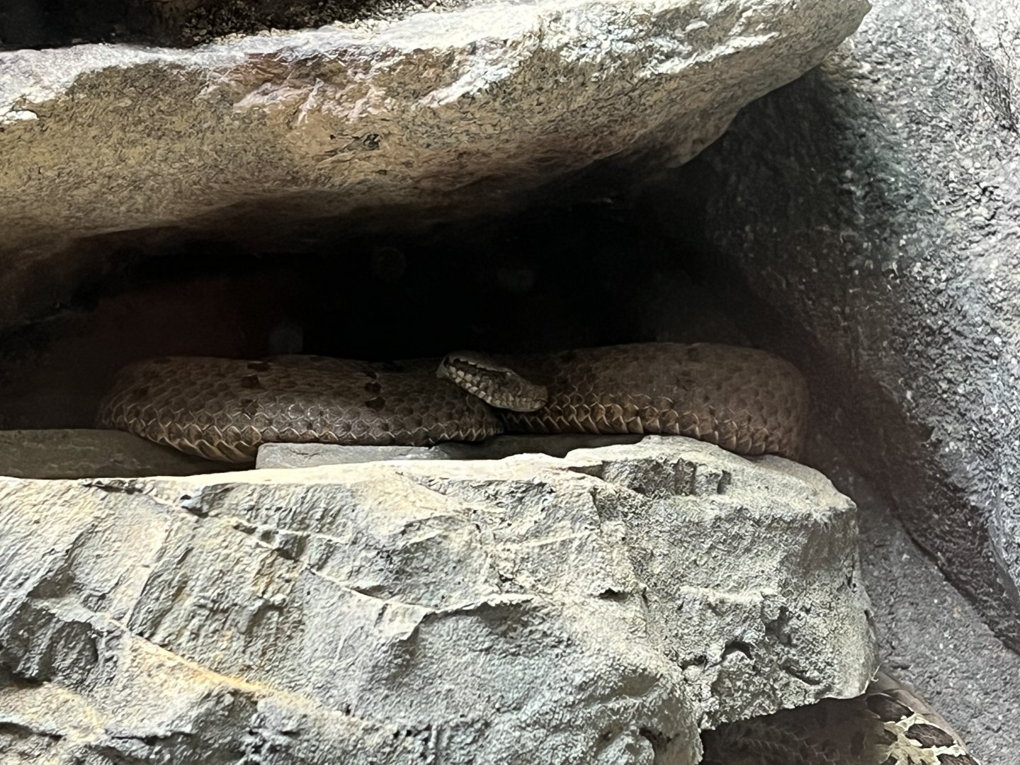 Tamaulipan Rock Rattlesnake