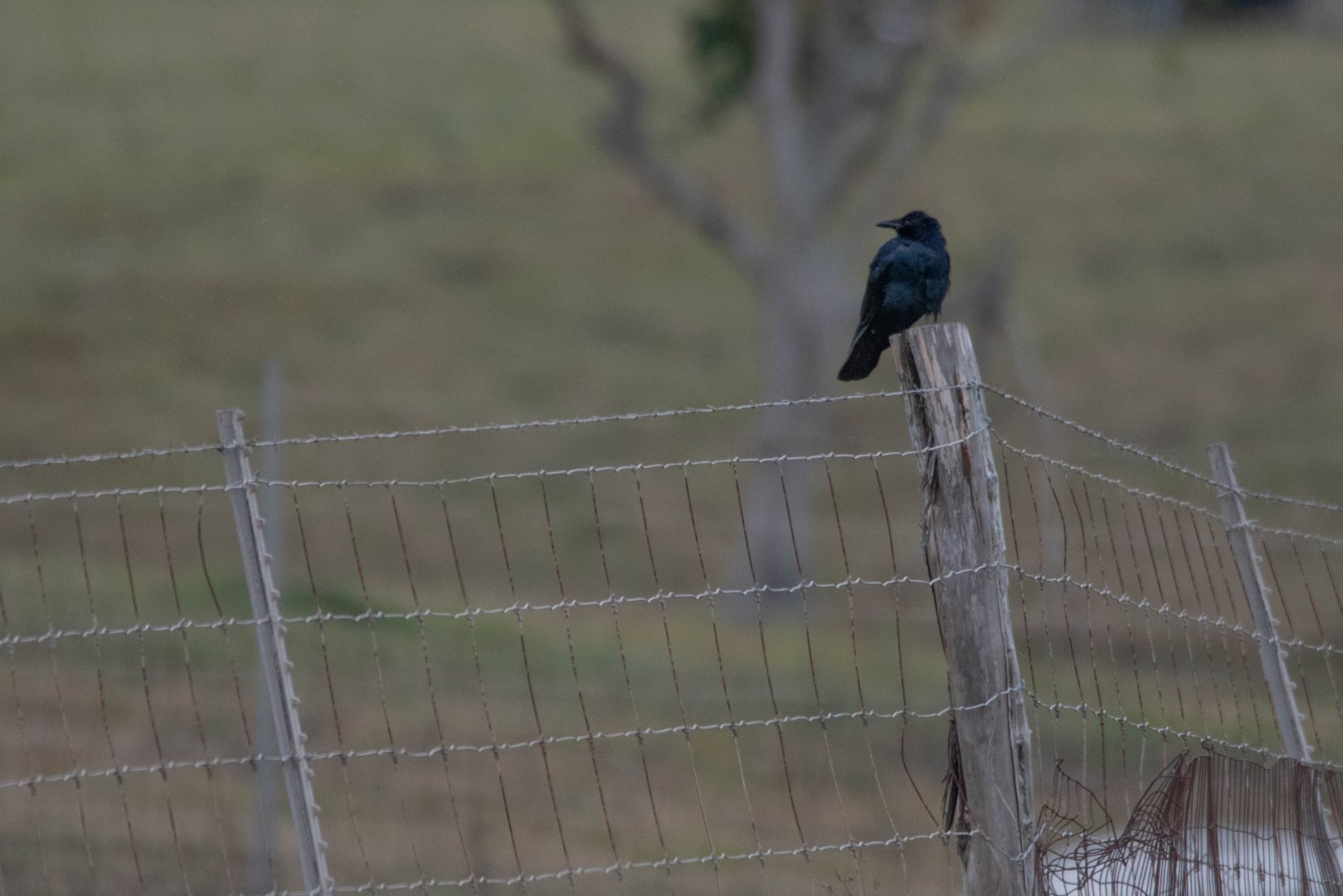 Tamaulipas Crow- Corvus imparatus