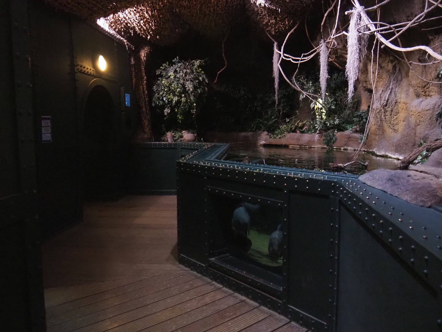 Tambaqui and Redtail catfish tank, 2020-09-03