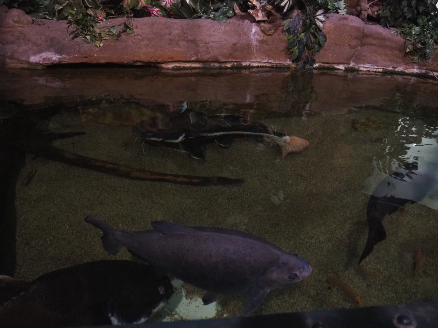 Tambaqui and Redtail catfish tank, 2020-09-03
