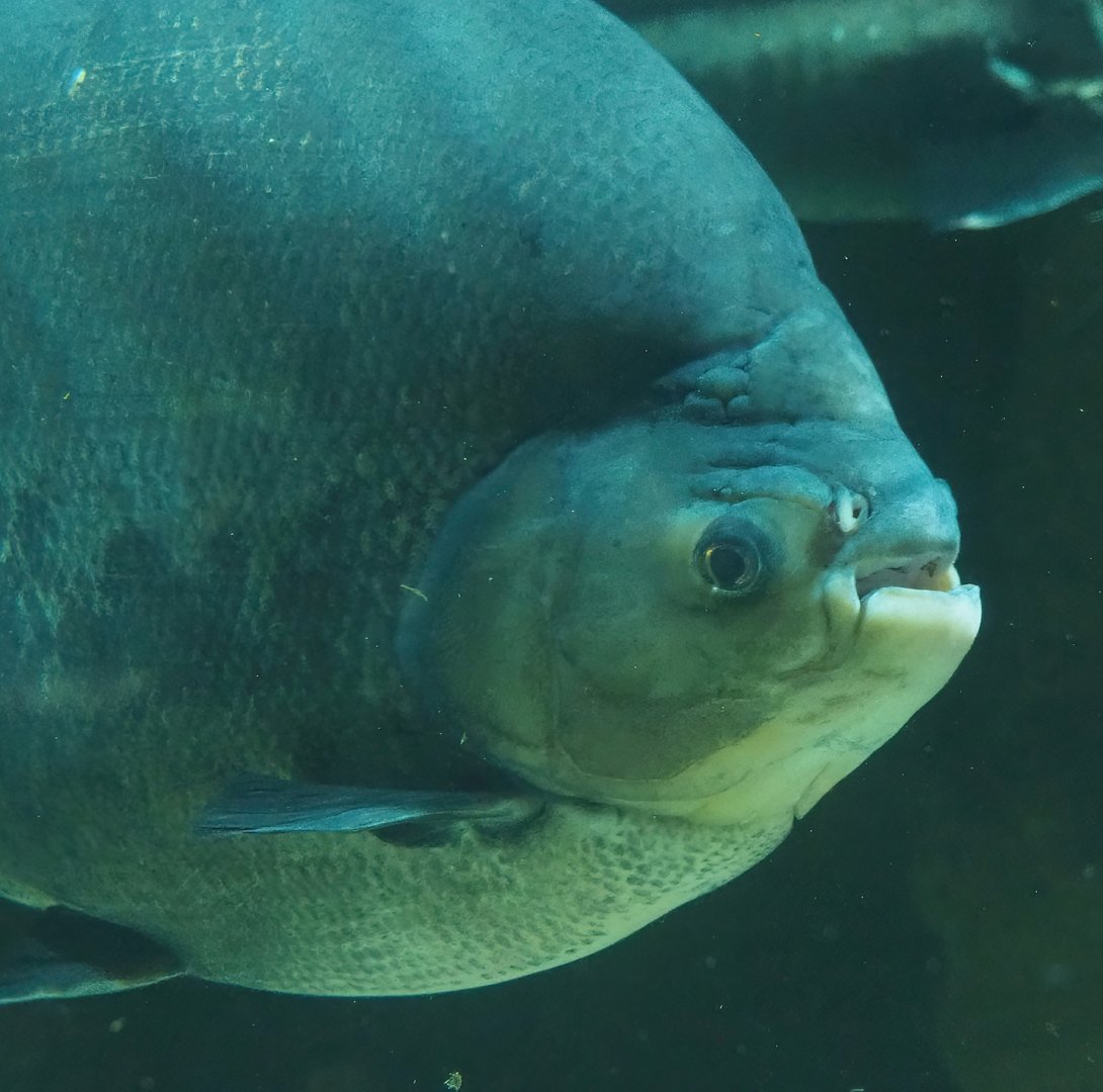 Tambaqui (Colossoma macropomum), 2023-07-22