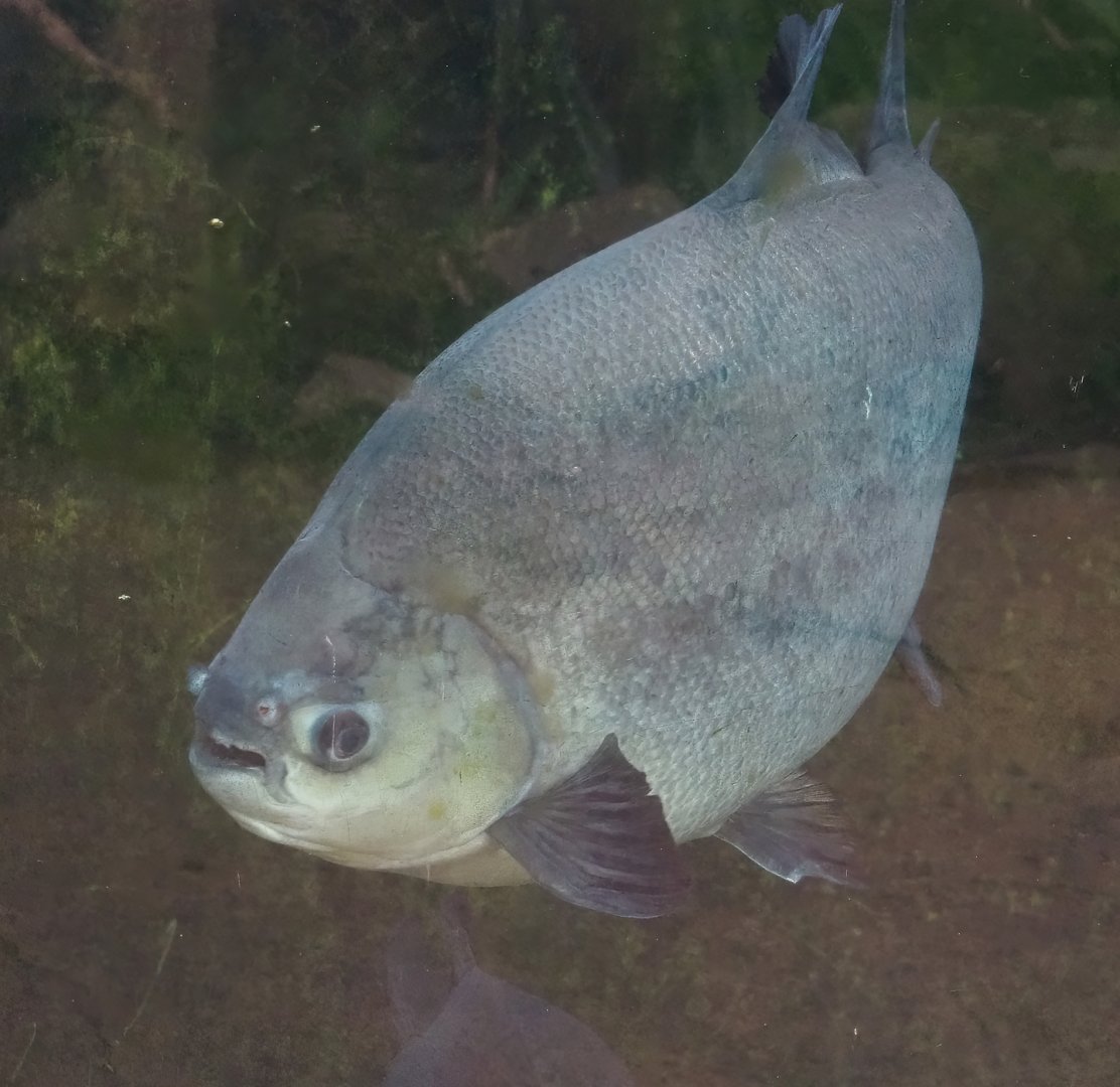 Tambaqui (Colossoma macropomum), 2023-08-17