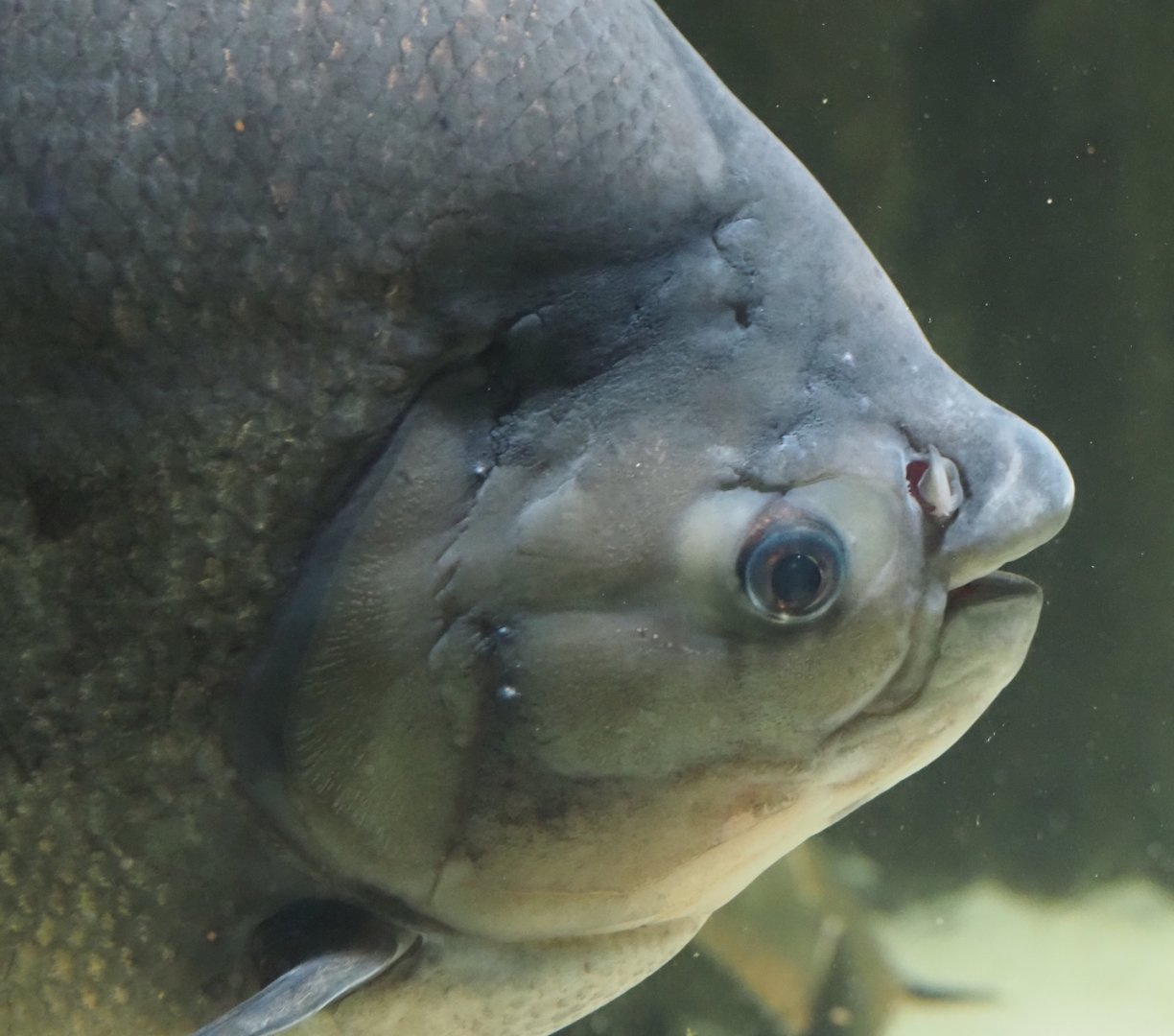 Tambaqui (Colossoma macropomum), 2024-03-09