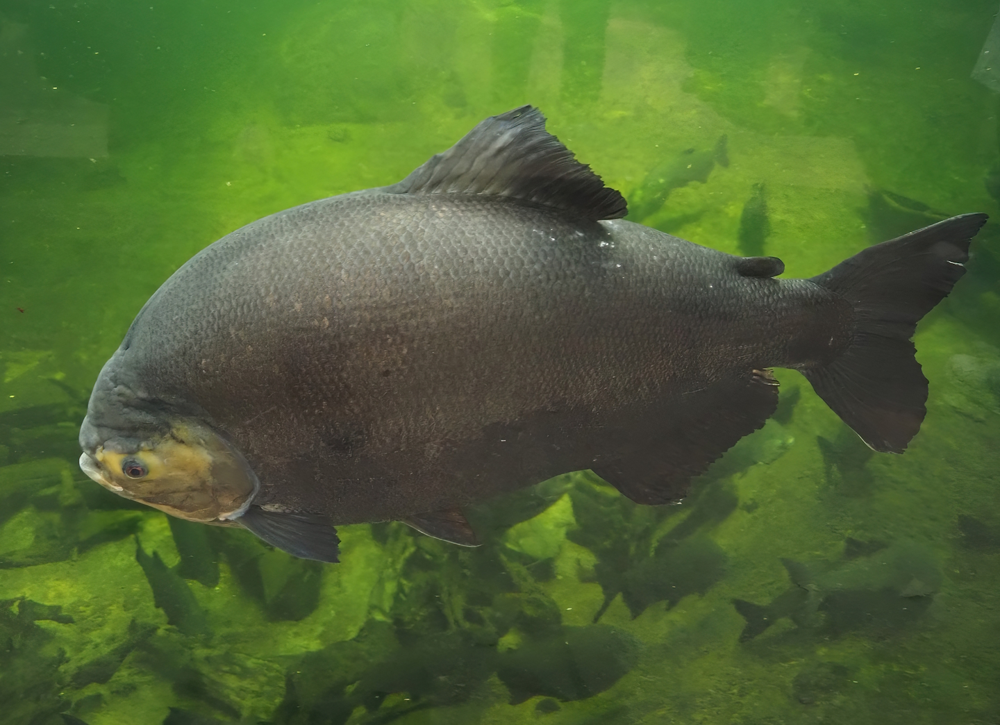 Tambaqui (Colossoma macropomum), 2024-06-08