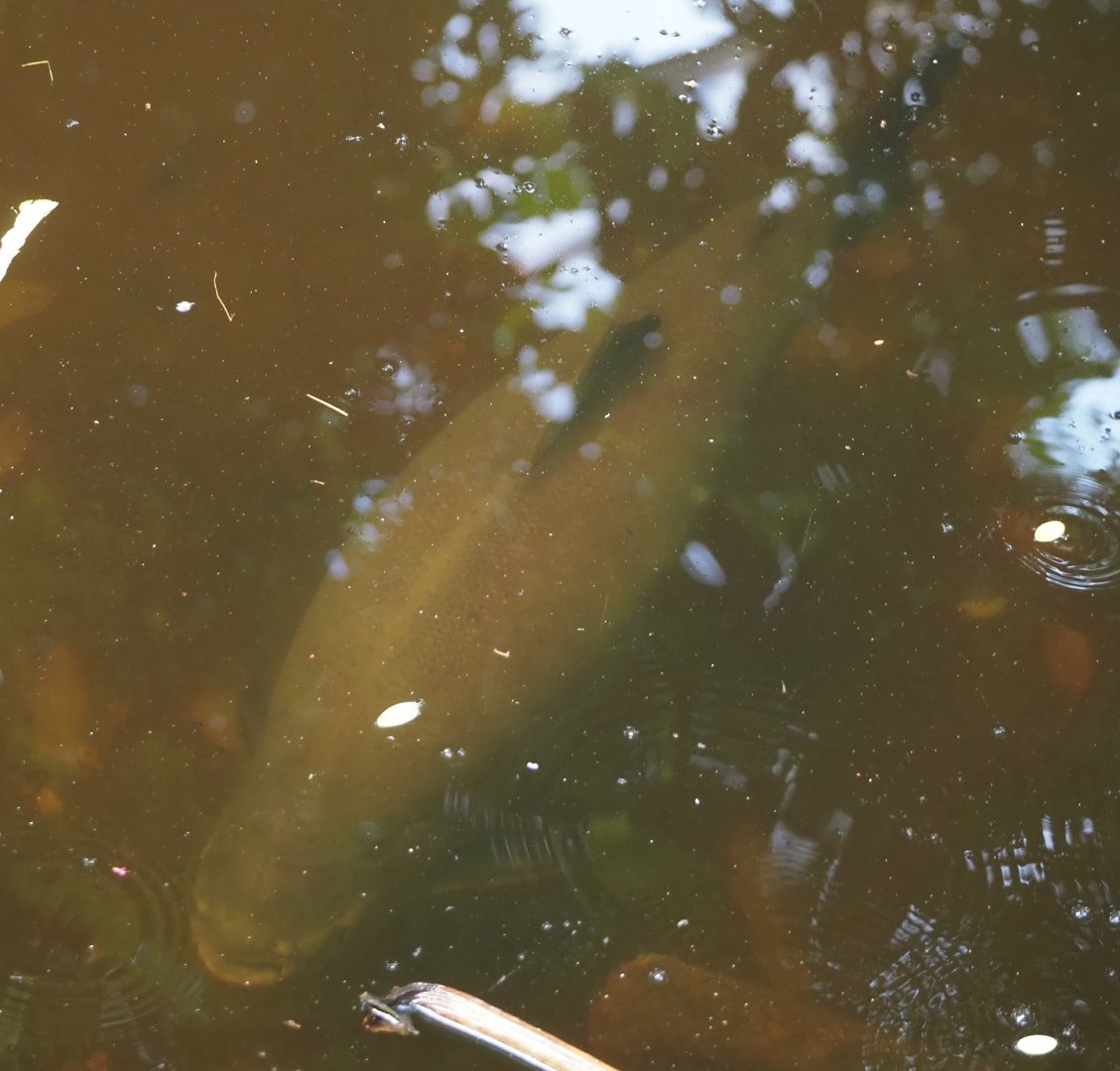 Tambaqui (Colossoma macropomum), 2025-05-17