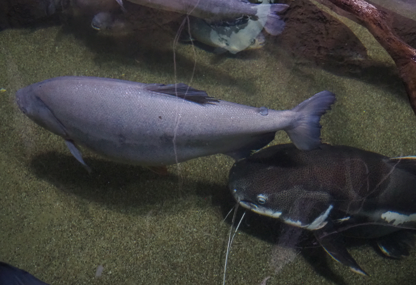Tambaqui (Colossoma macropomum) and Redtail catfish (Phractocephalus hemioliopterus), 2022-09-14