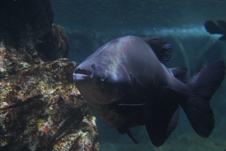 Tambaqui (Colossoma macropomum) - BXSea