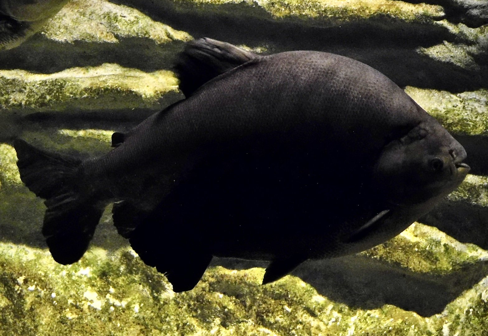 Tambaqui (Colossoma macropomum) - Kawasui Kawasaki Aquarium October 21, 2025