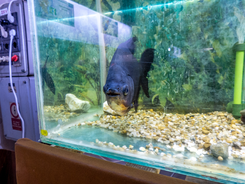 Tambaqui (Colossoma macropomum)