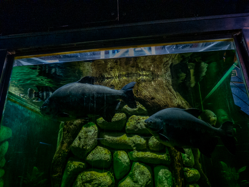 Tambaqui (Colossoma macropomum)