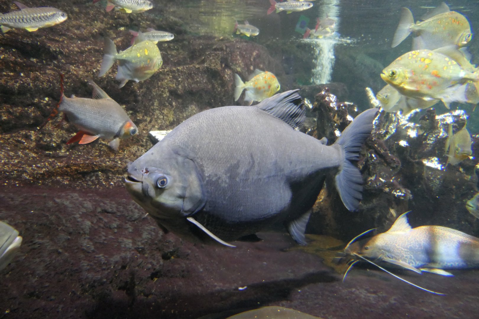 Tambaqui (Colossoma macropomum)