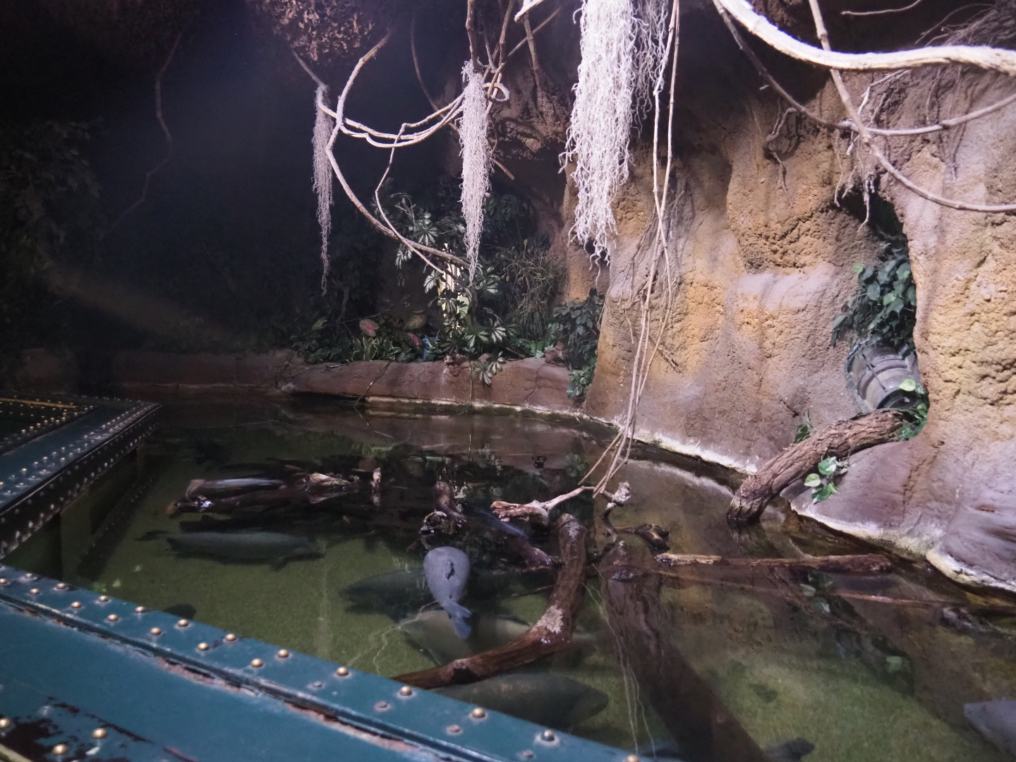 Tambaqui, Redtail catfish and Midas cichlid tank, 2022-09-14