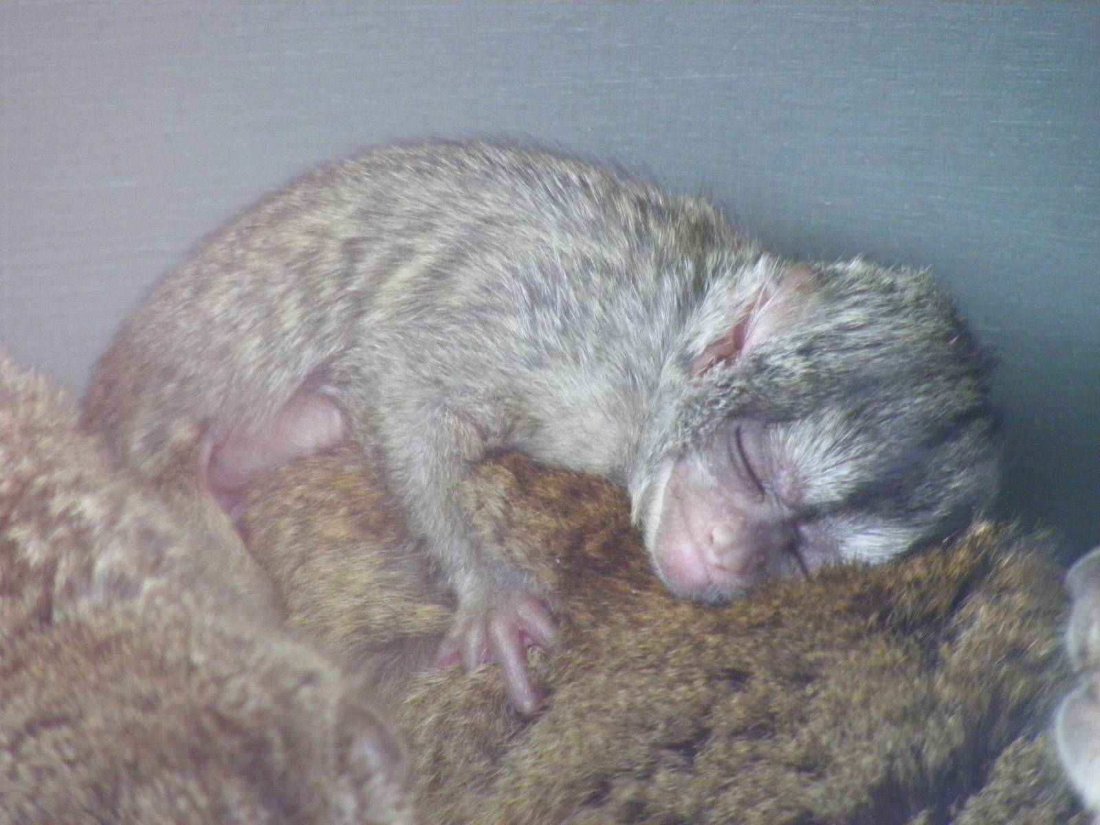 Tambo the douroucouli at Marwell Wildlife, 6 March 2010