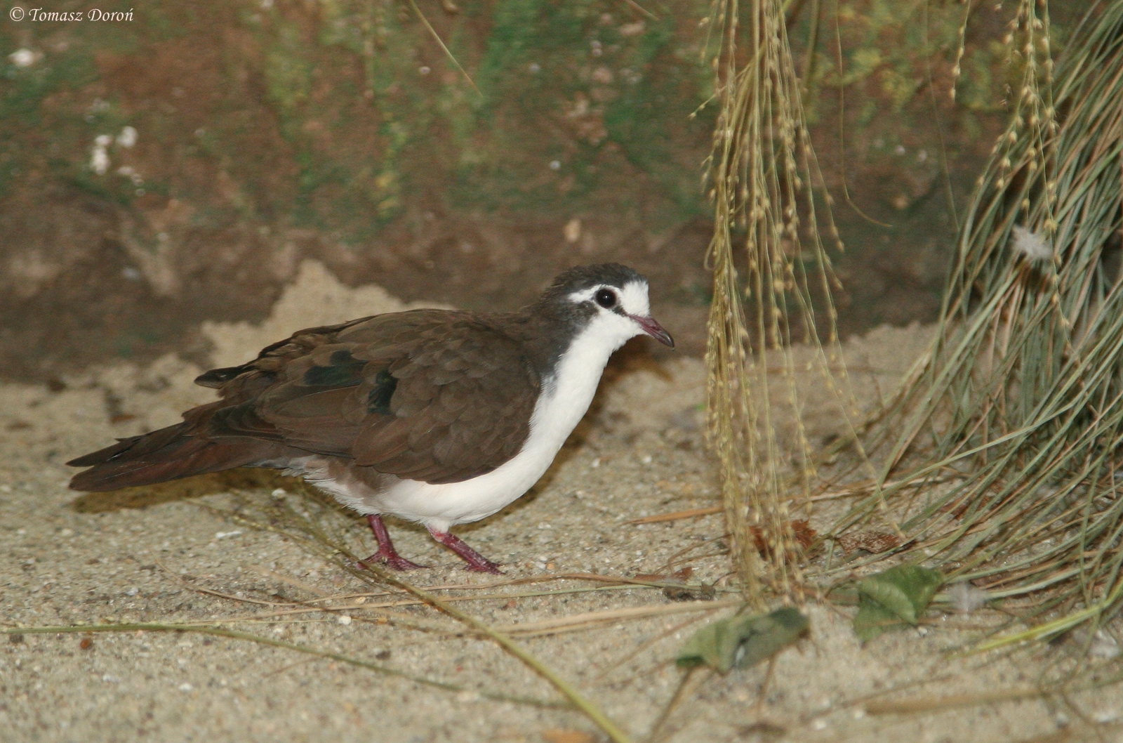 Tambourine Dove (Turtur tympanistria) male