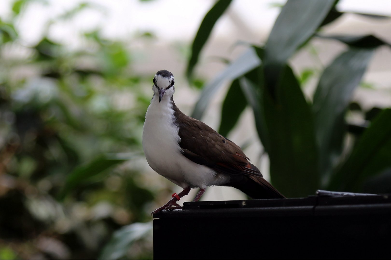 Tambourine Dove (Turtur tympanistria), May 2017