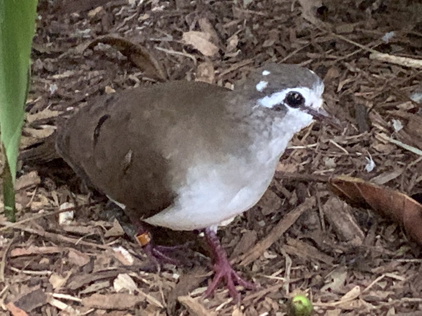 Tambourine Dove (Turtur tympanistria)