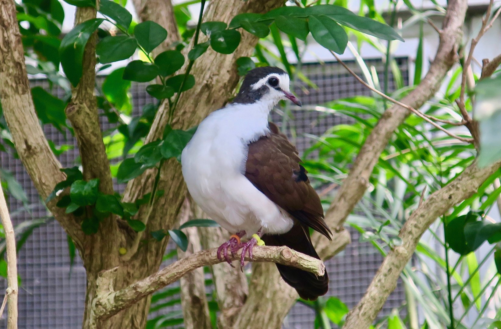 Tambourine Dove (Turtur tympanistria)
