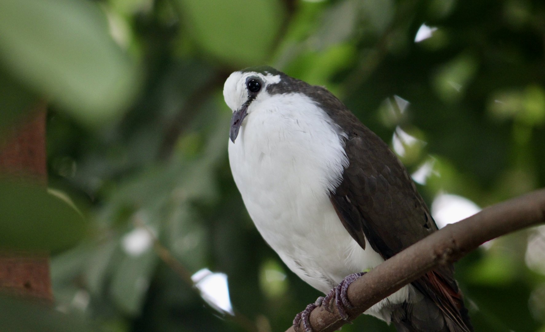 Tambourine Dove (Turtur tympanistria)