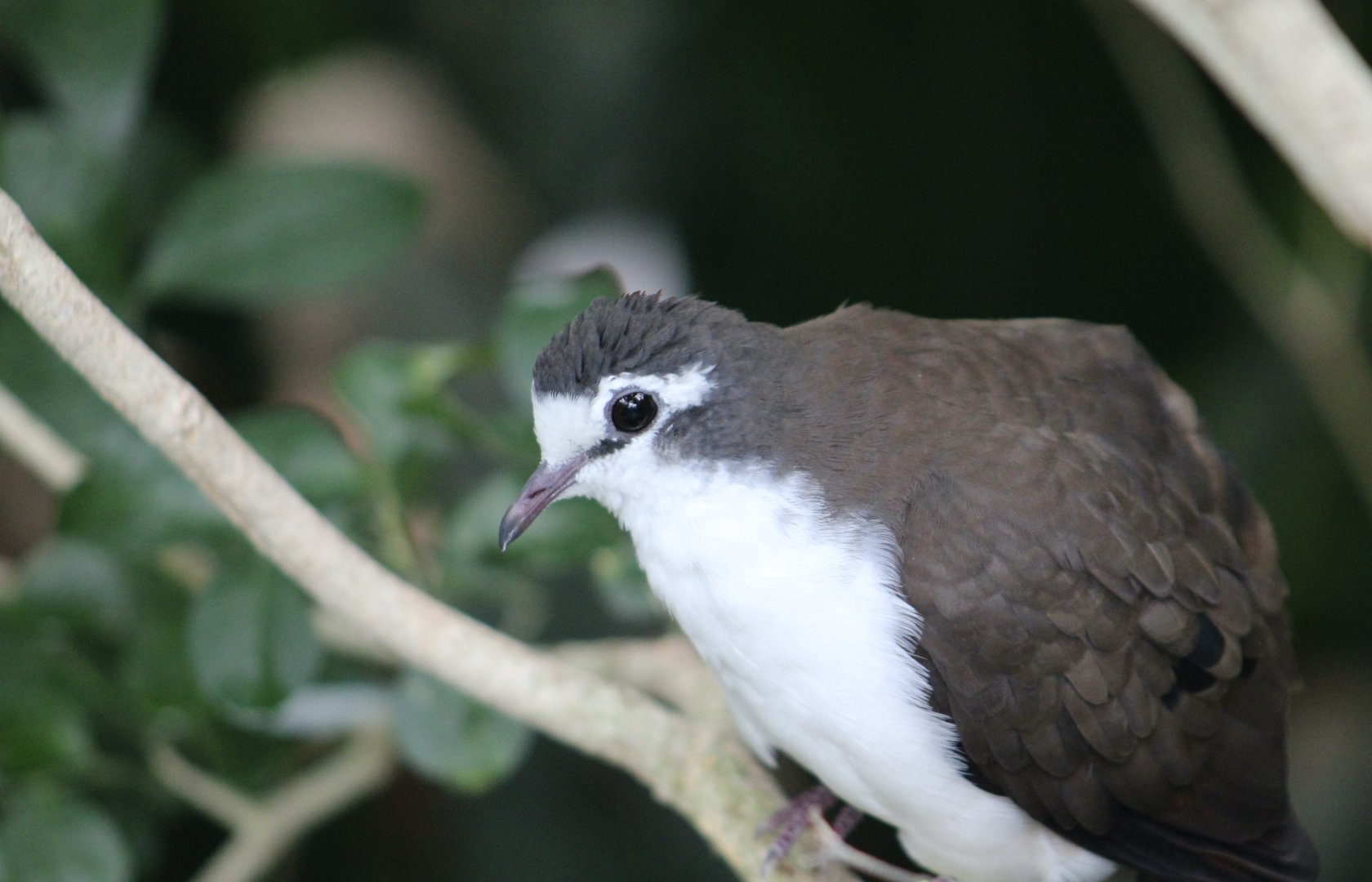 Tambourine Dove (Turtur tympanistria)