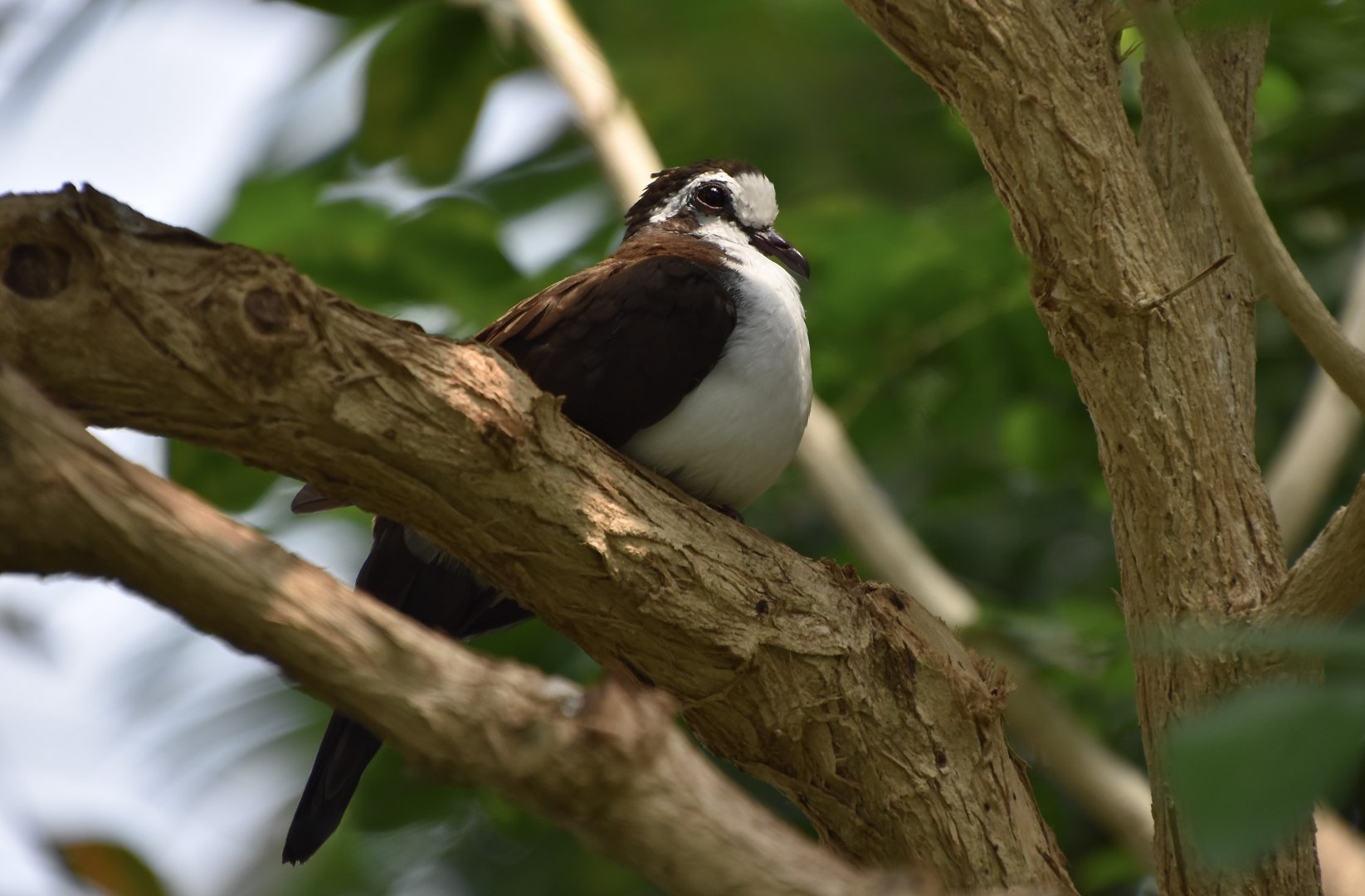 Tambourine Dove (Turtur tympanistria)