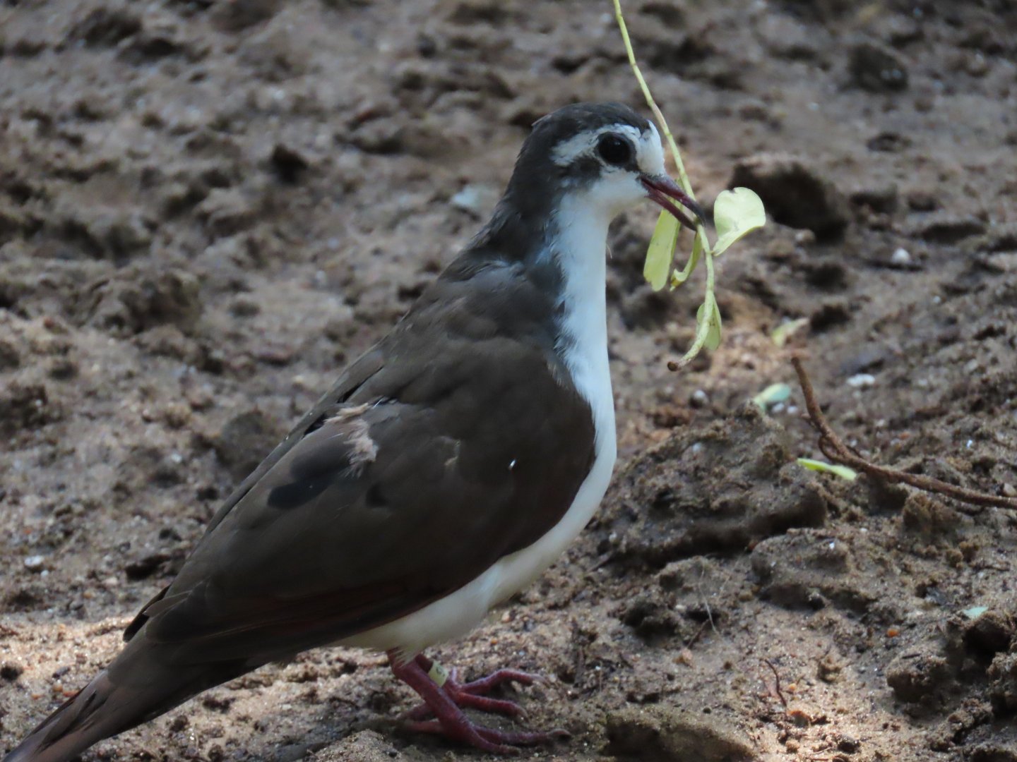 Tambourine Dove (Turtur tympanistria)