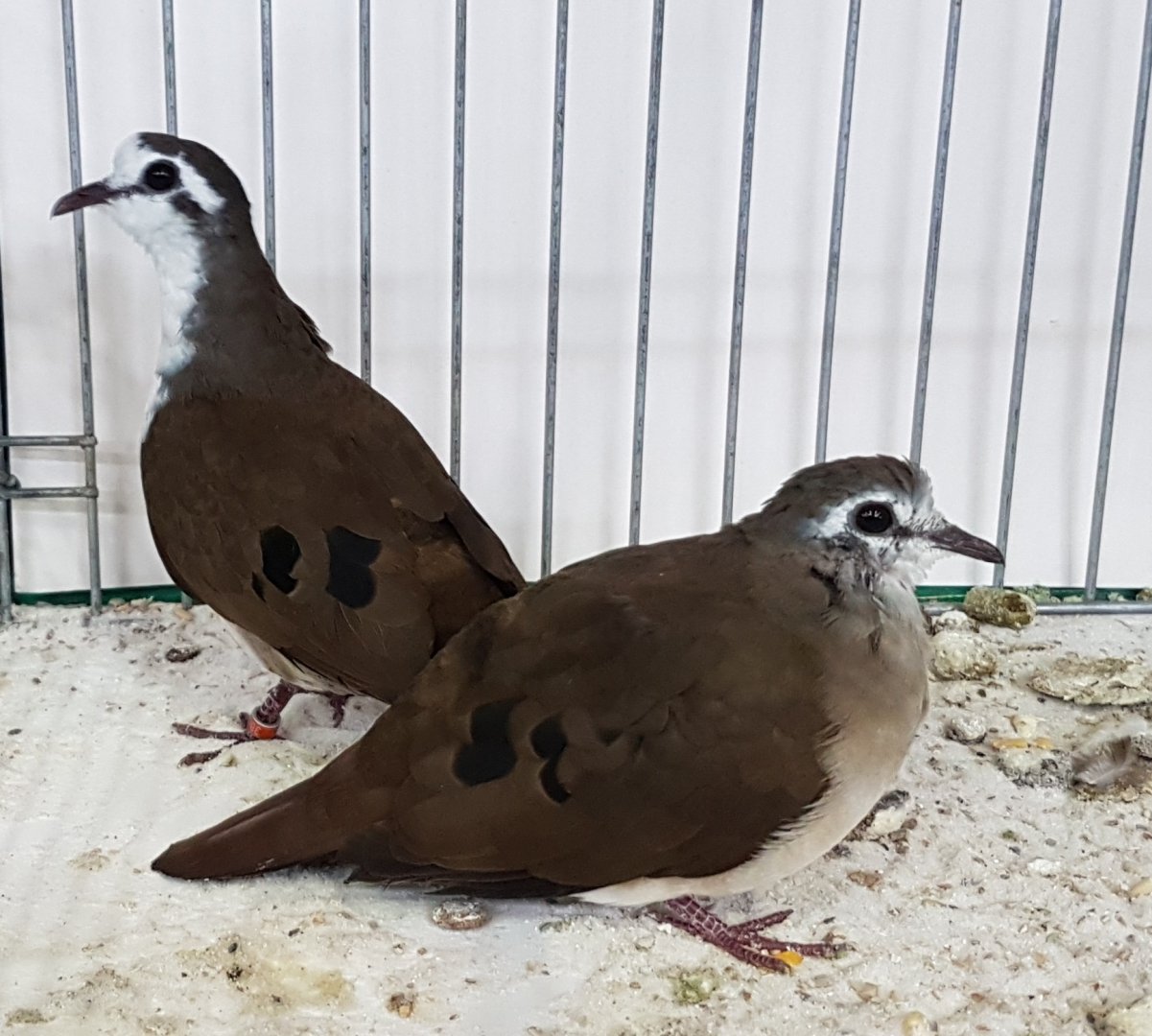 Tambourine doves