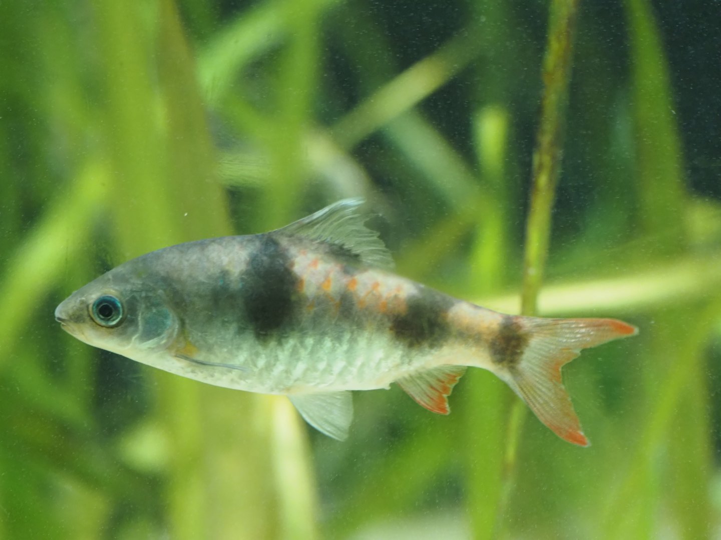 Tambraparini Barb