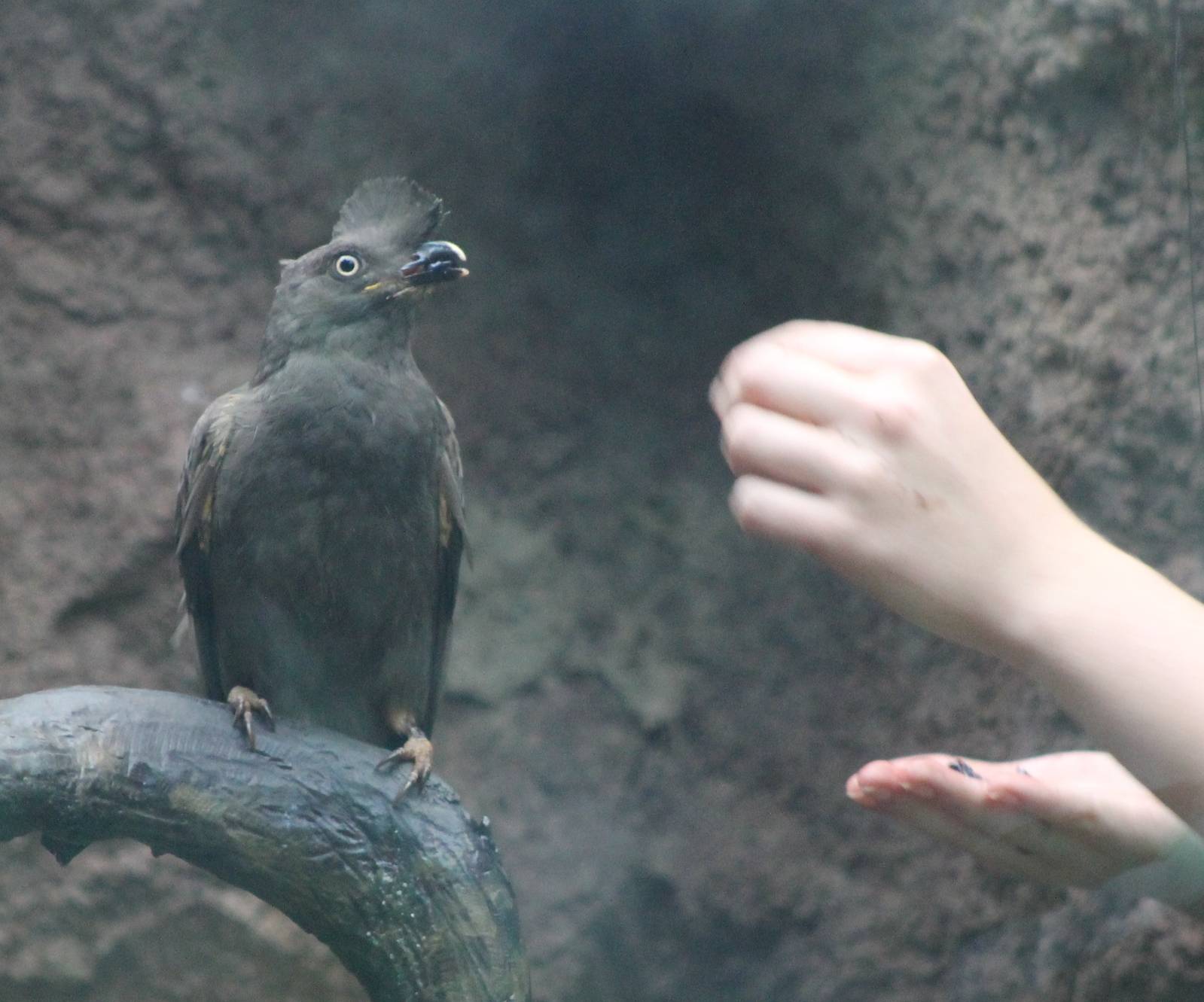 Tame female Guianan cock of the rock