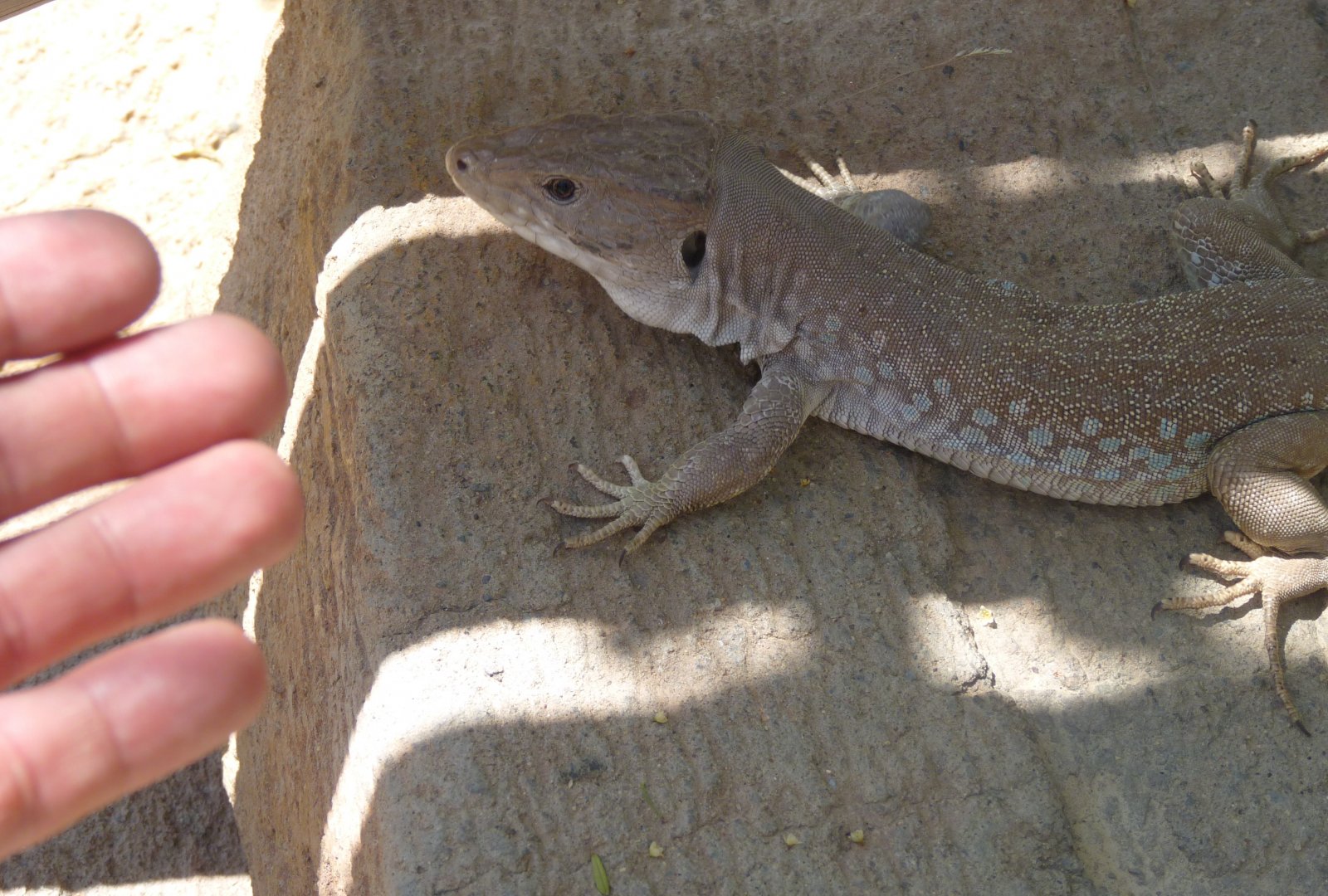 Tame wild jewelled lizard!