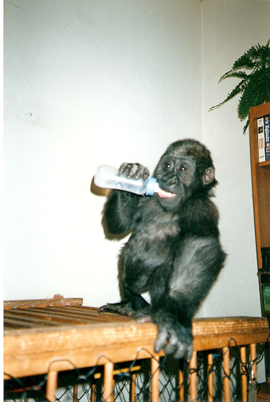 Tamki baby pictures at Howletts 1990/91