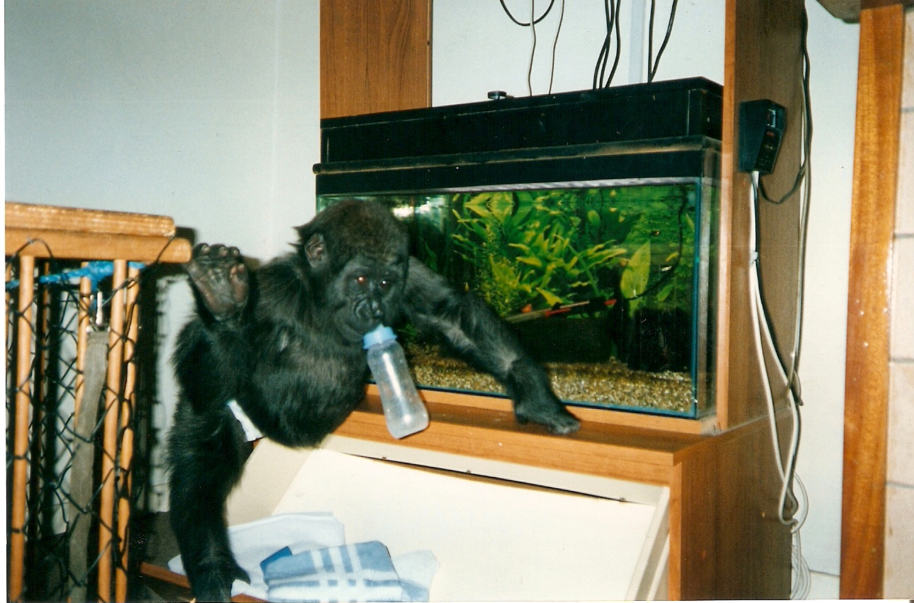 Tamki baby pictures at Howletts 1990/91