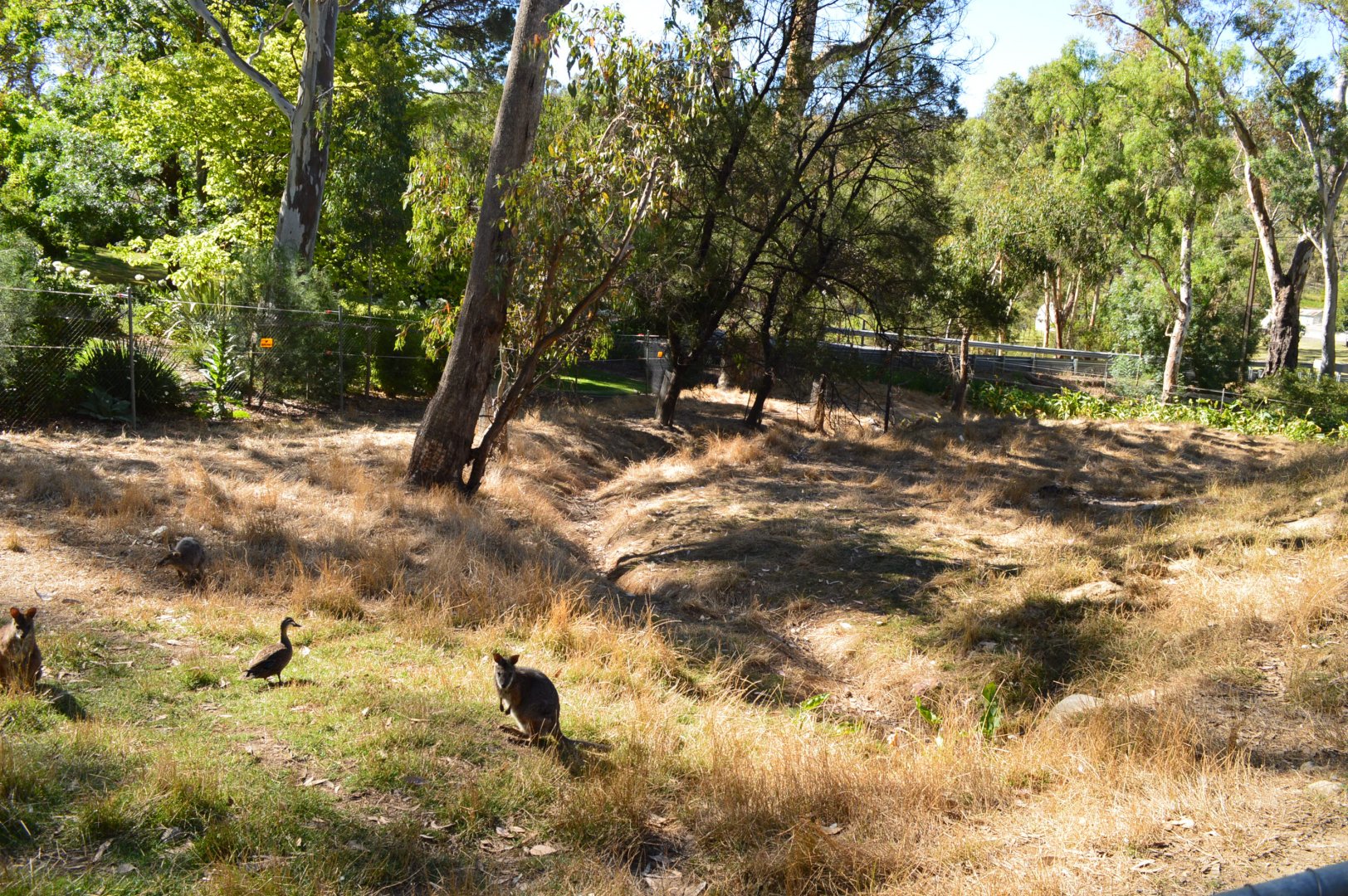 Tammar and Parma Wallaby Enclosure 01