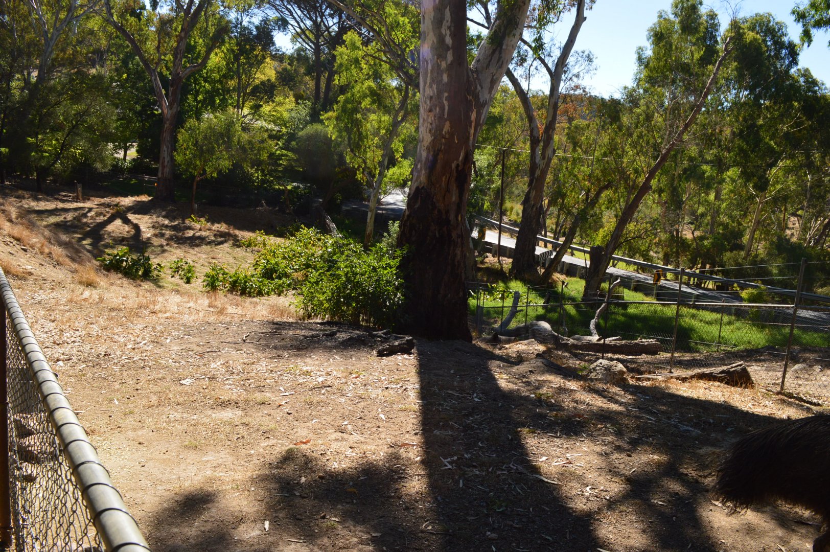 Tammar and Parma Wallaby Enclosure 02