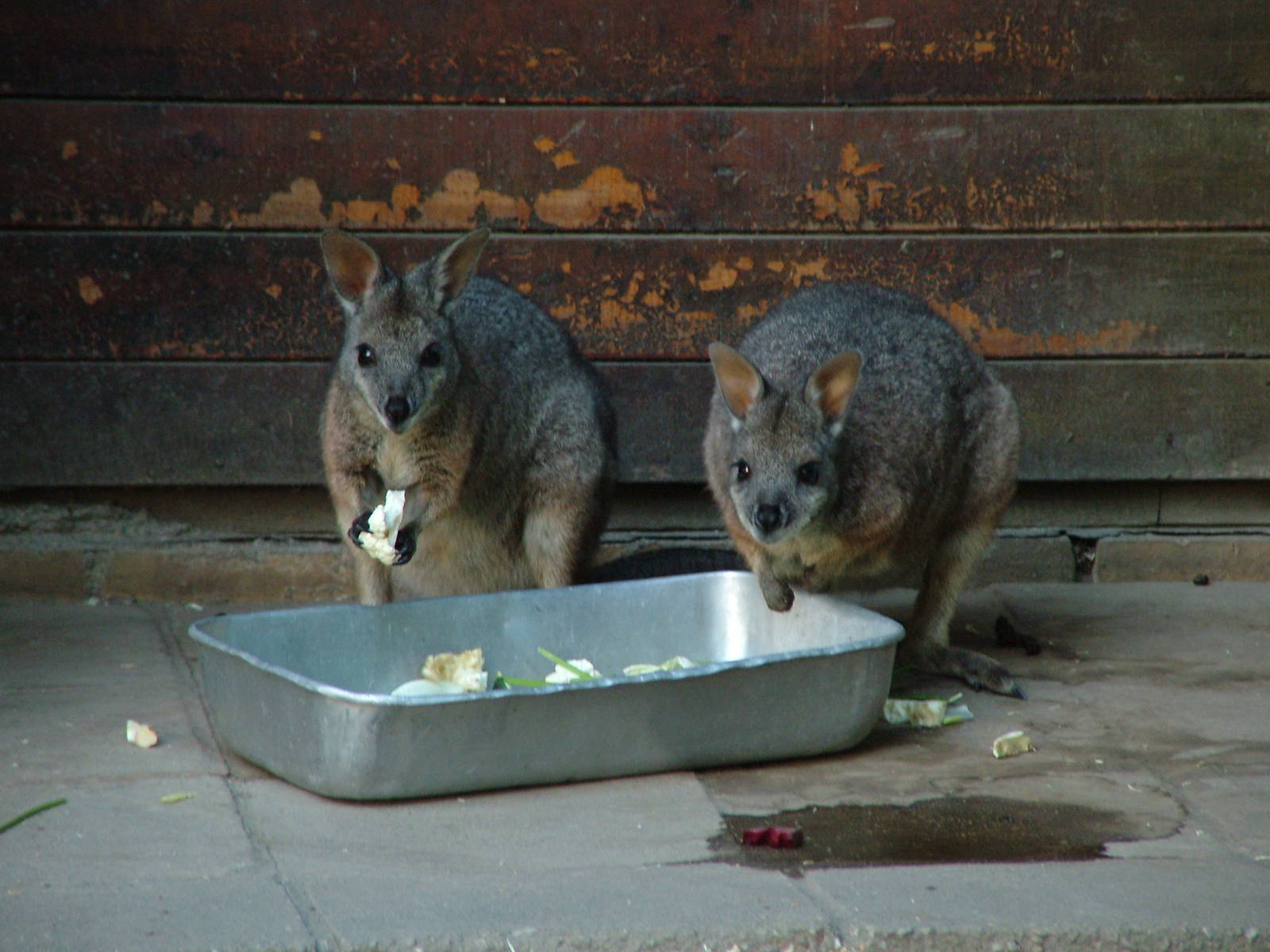 Tammar Wallabies at Leipzig, 03/09/11