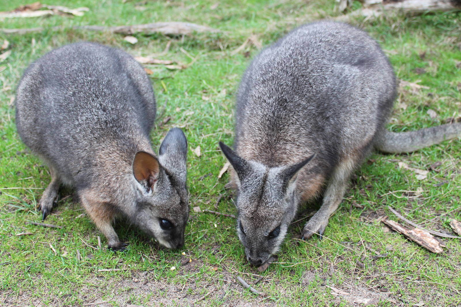 tammar wallabies (Macropus eugenii)