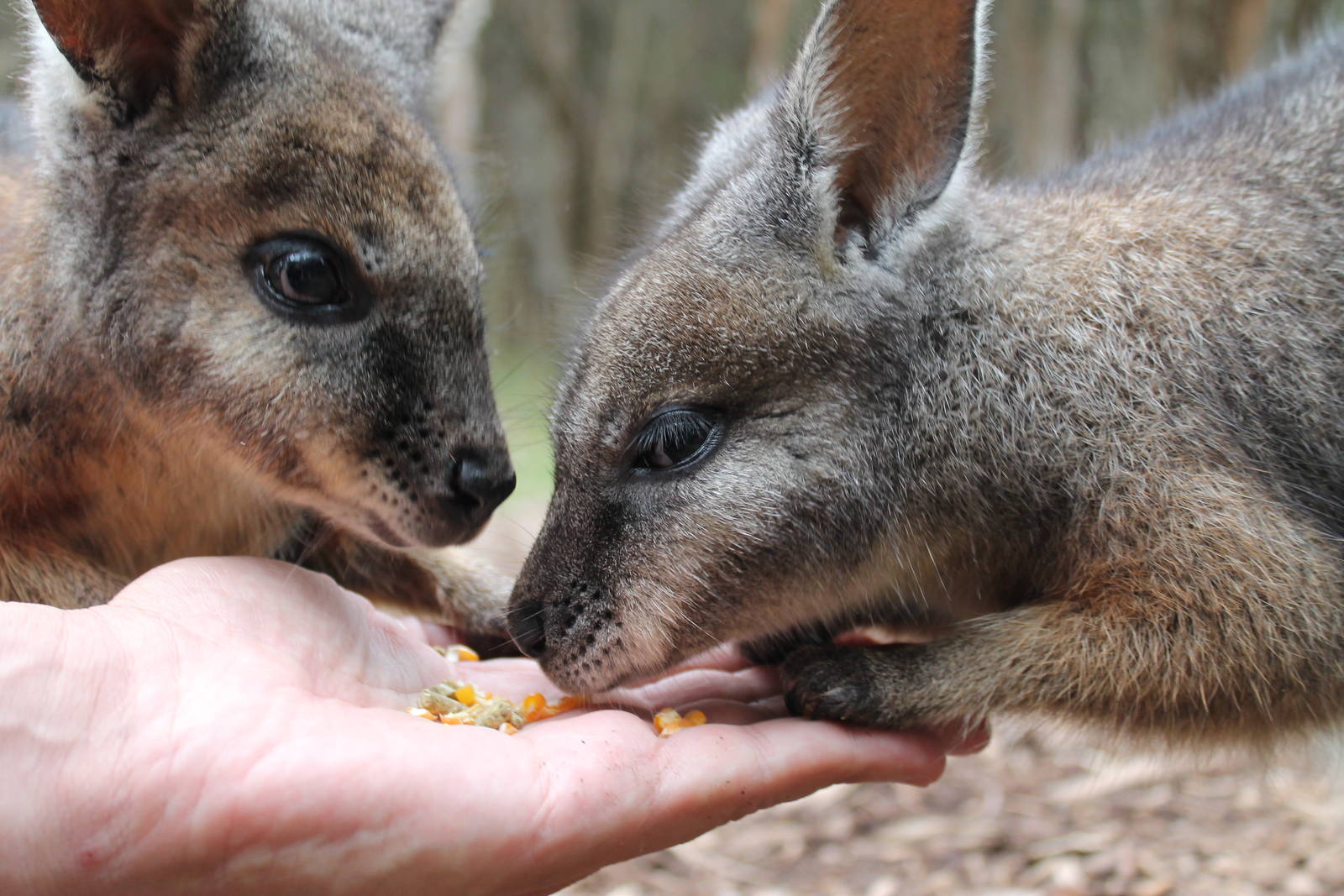 tammar wallabies (Macropus eugenii)
