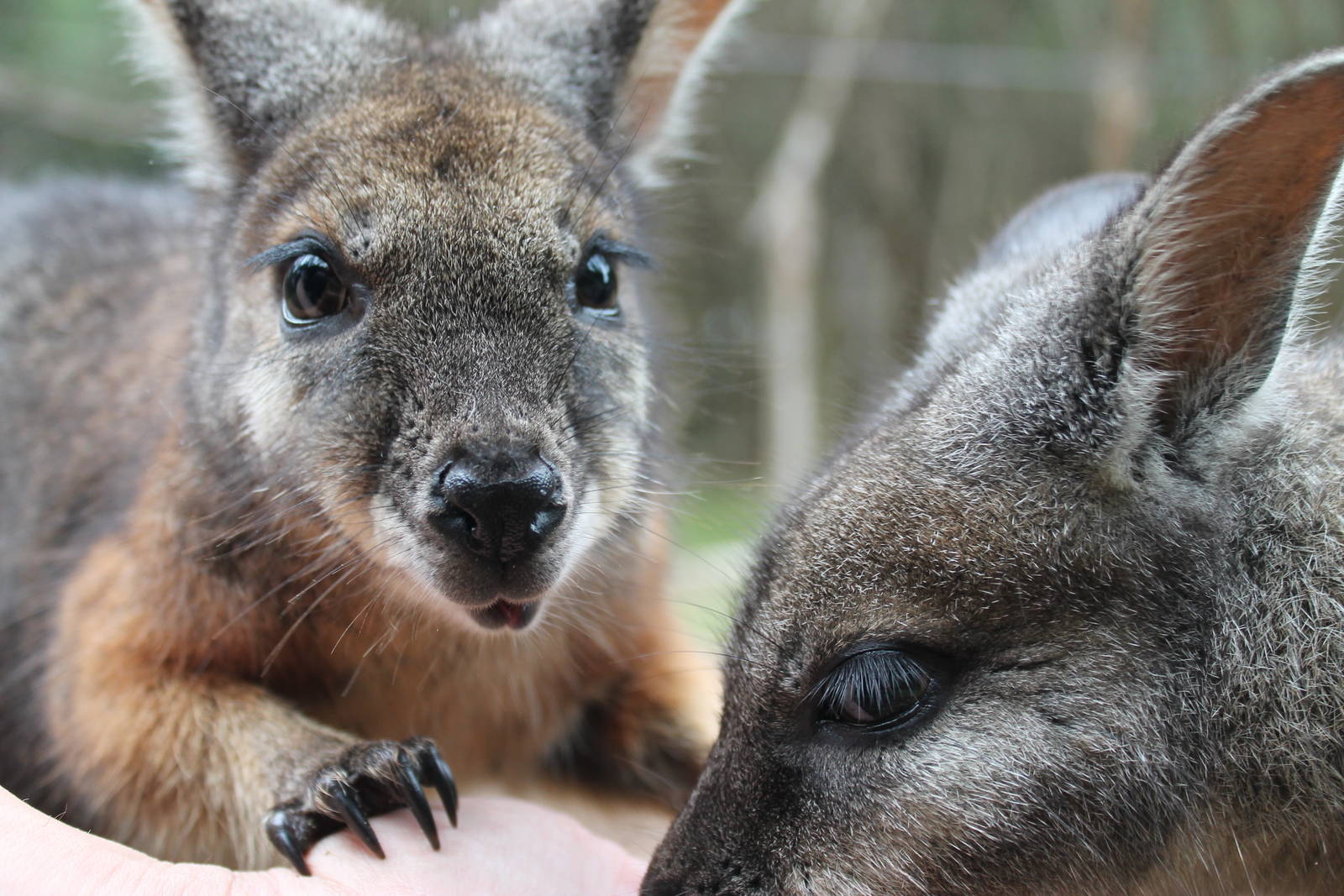 tammar wallabies (Macropus eugenii)