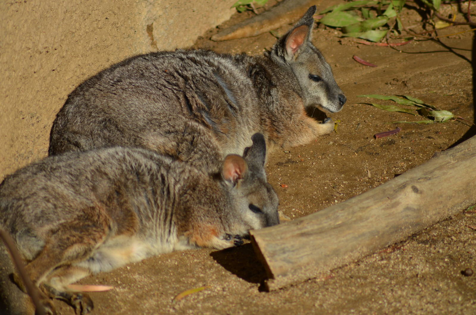 Tammar Wallabies