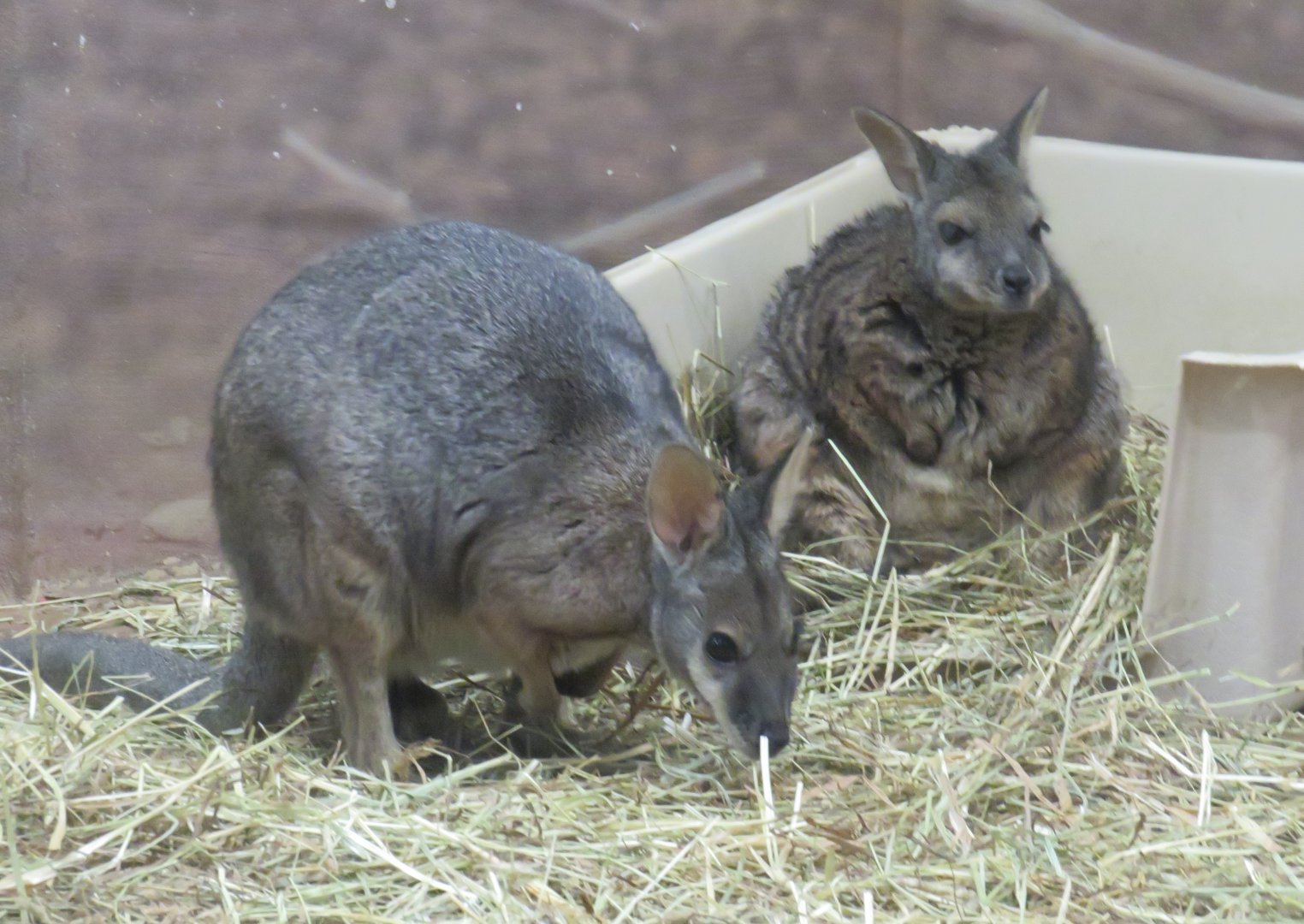 Tammar wallabies